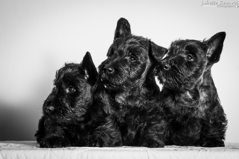 You'Dream'Scott - Scottish Terrier - Portée née le 16/05/2013